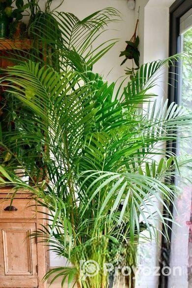Indoor Plant