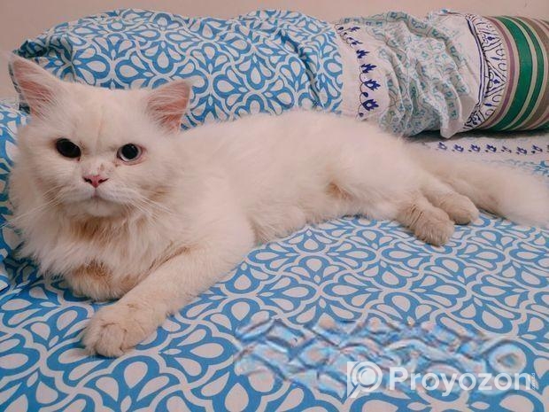 Persian Odd Eyes Male