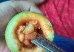 প্যাশন ফ্রুট বা ট্যাং ফল