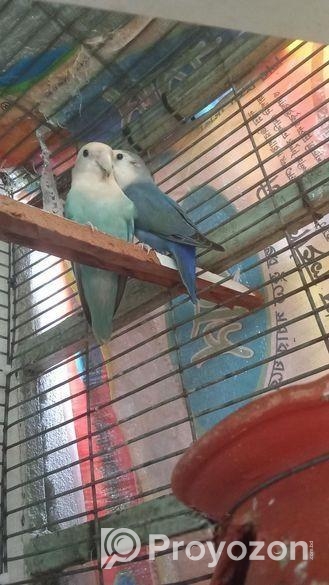 Running Love Bird