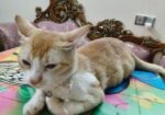 Ginger Cat