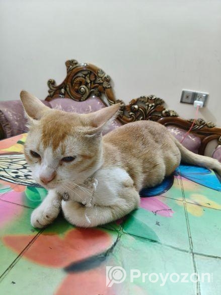 Ginger Cat