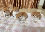 Exotic Blood Persian Kitten