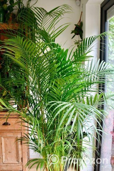 Indoor Plant