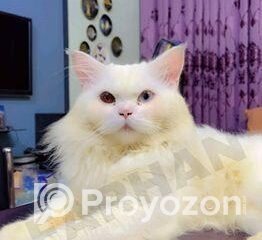 fitted-44_2025-10-06_10-51-36