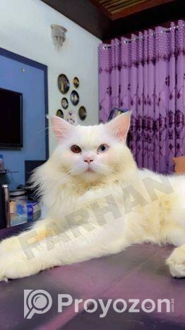 Persian Odd Eyes Male