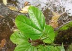 প্যাশন ফ্রুট বা ট্যাং ফল
