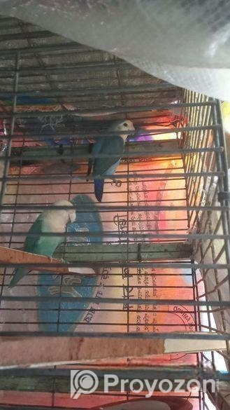 Running Love Bird