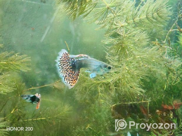 Dumbo mosaic guppy