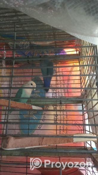 Running Love Bird