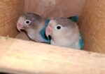 Love Bird