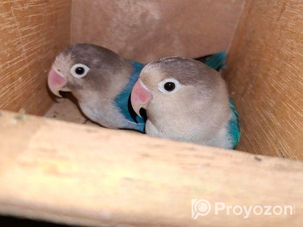 Love Bird