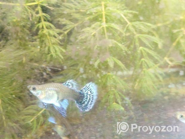 Dumbo mosaic guppy