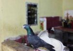 1 Ta Single Nor Gorom