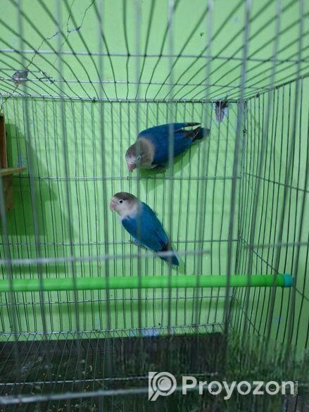 Love Bird