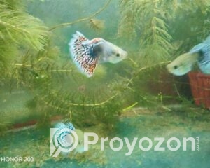 fitted-47_2025-10-06_10-55-06