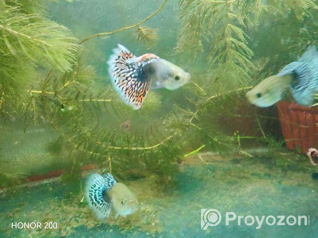 Dumbo mosaic guppy
