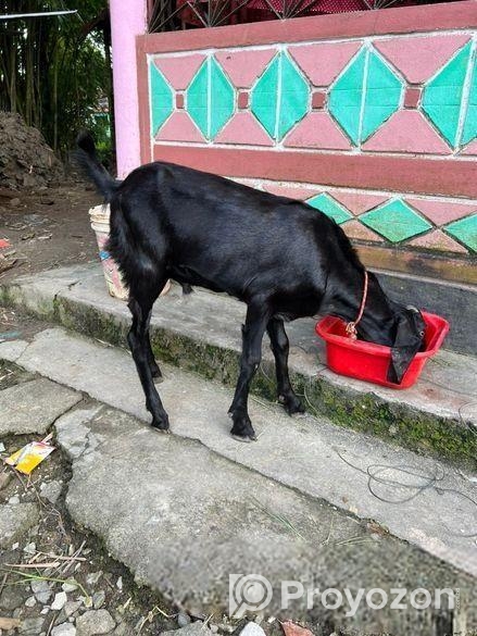 বিটেল পাটা