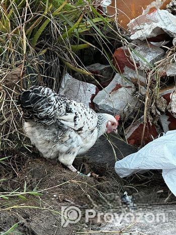 দেশি মুরগি বিক্রি হবে