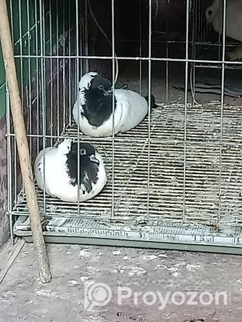 English Nun