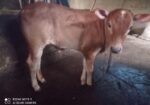 গাভী ও বাছুর