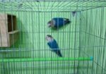 Love Bird