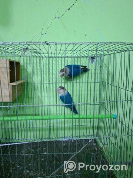 Love Bird