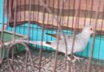 Diamond Dove 1ta