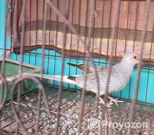 Diamond Dove 1ta