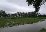 ইউক্যালিপটাস গাছ