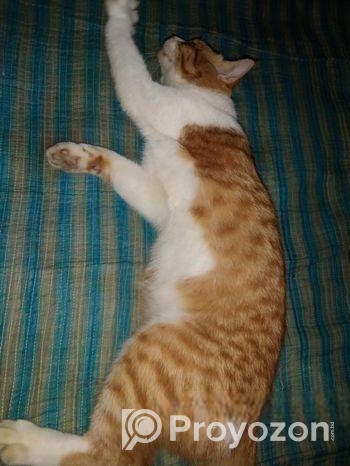 parsian cat