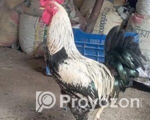 fitted-49_2025-10-06_10-58-37