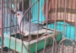 Diamond Dove 1ta