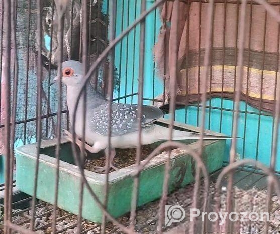 Diamond Dove 1ta
