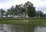 ইউক্যালিপটাস গাছ