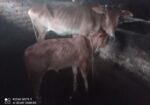 গাভী ও বাছুর