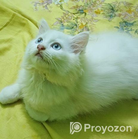 bule eyes male
