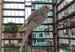 বাজরিগা পাখি……..