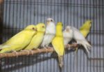 লোটিনো/এলভিনো বাজরিগার (লাল চোখ)