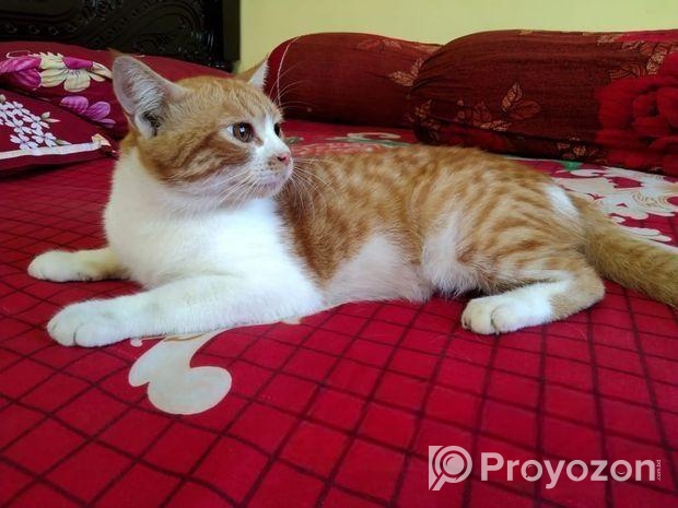 parsian cat