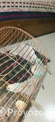 বাজরিগার পাখি