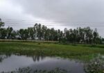 ইউক্যালিপটাস গাছ