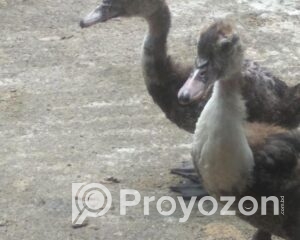 fitted-51_2025-10-01_11-44-34