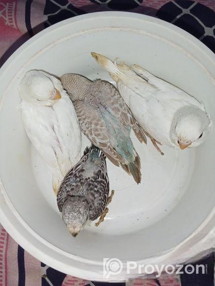 বাঝারিকা পাখি