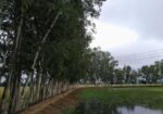 ইউক্যালিপটাস গাছ