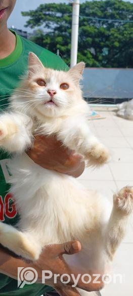 Traditional persian female cat প্রথমবার পাঁচটা বাচ্চা দিছে খা