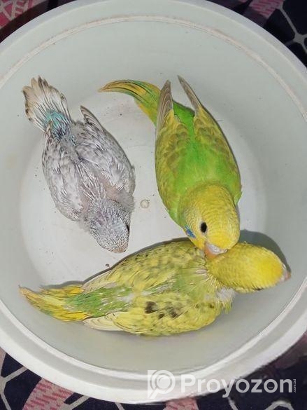 বাঝারিকা পাখি