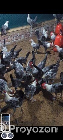 মিশরিও ফাওমি মুরগি