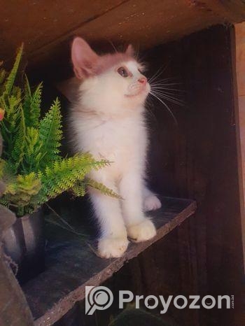 Persian Cat (male & Female)
