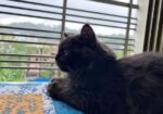 Traditional Persian Adult Male Cat